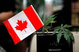 加拿大并没有批准“大麻零食”，中国人不用瞎操心
